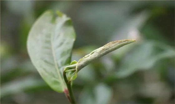 麻黑古树茶