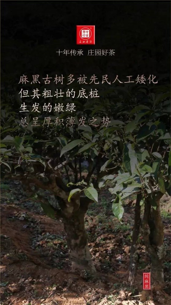 古树茶纯麻黑普洱茶