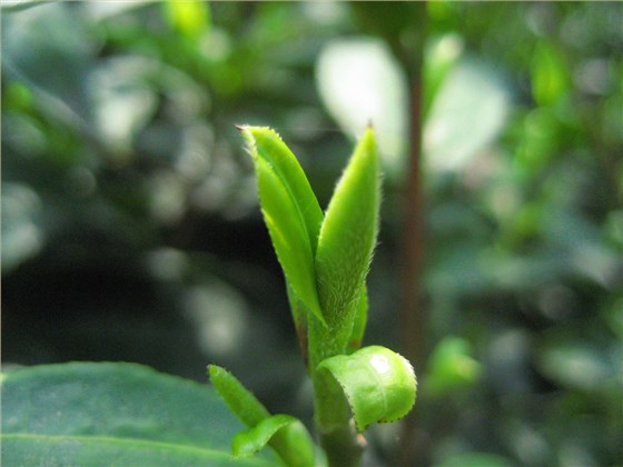 清明节的茶叫明前茶