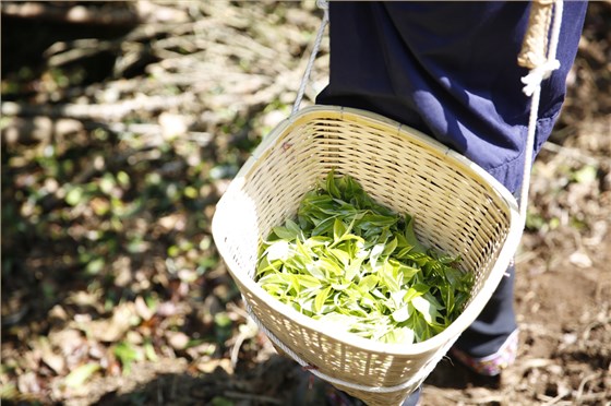 云南普洱茶