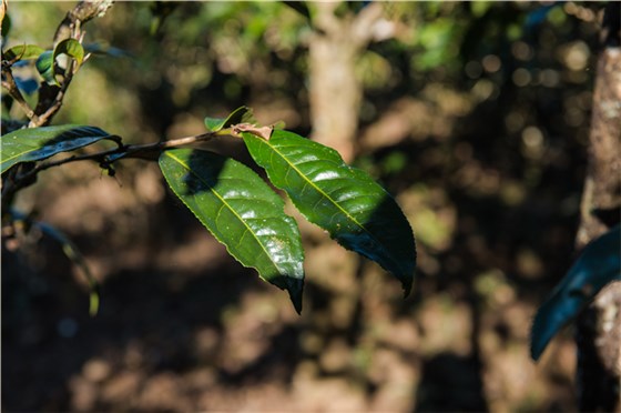 最基本的鉴别方法，就是要先了解古树茶的特点。