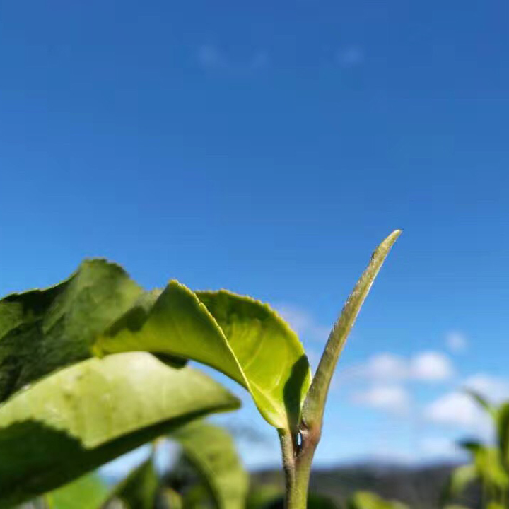 普洱春茶