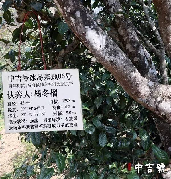 茶界新宠单株