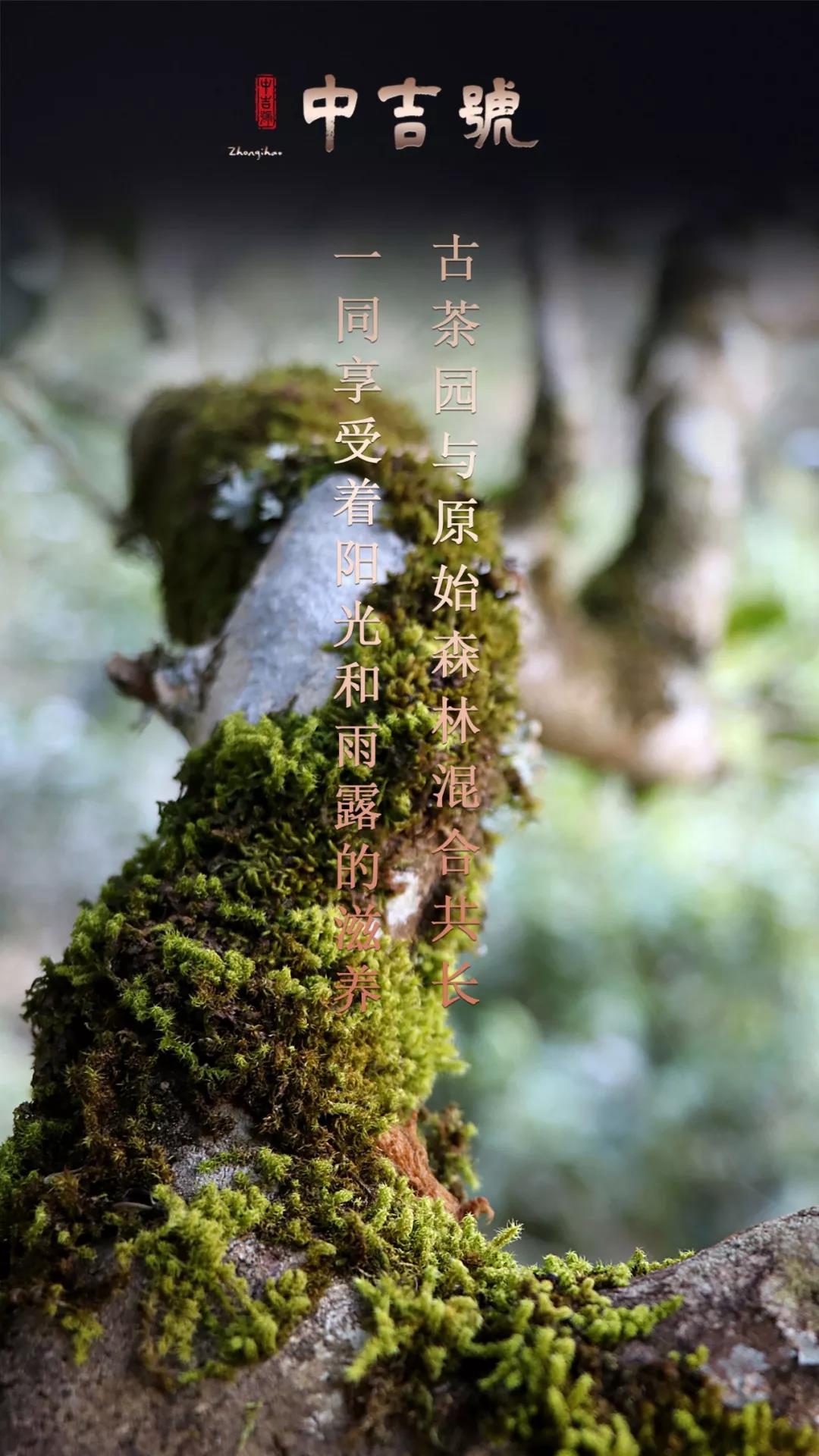 云南普洱茶旺财