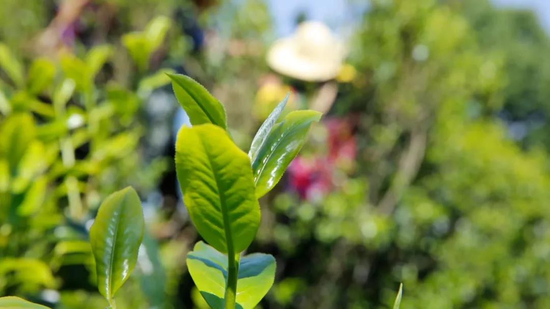 中吉号老班章普洱茶