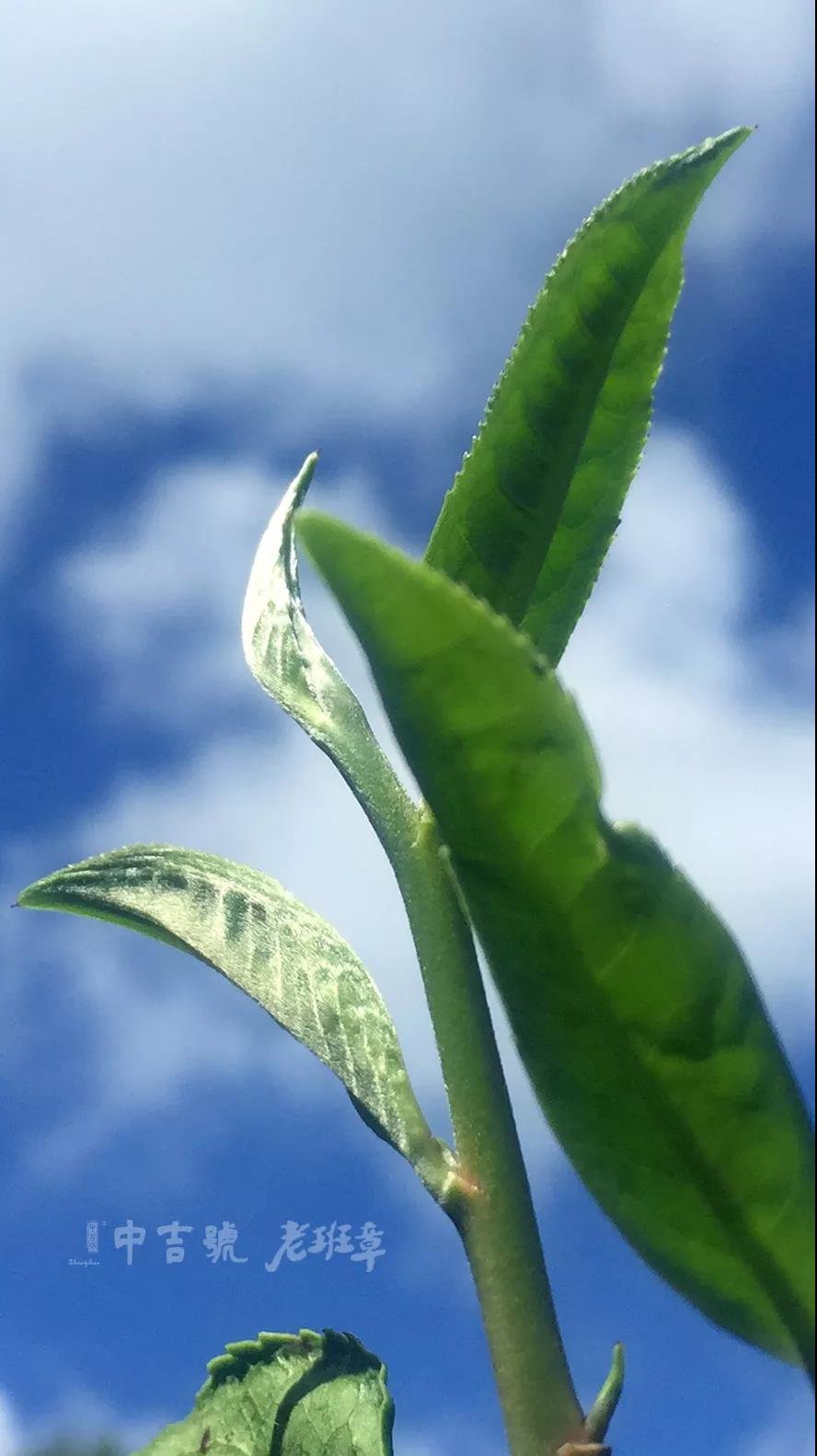 老班章茶芽大赛