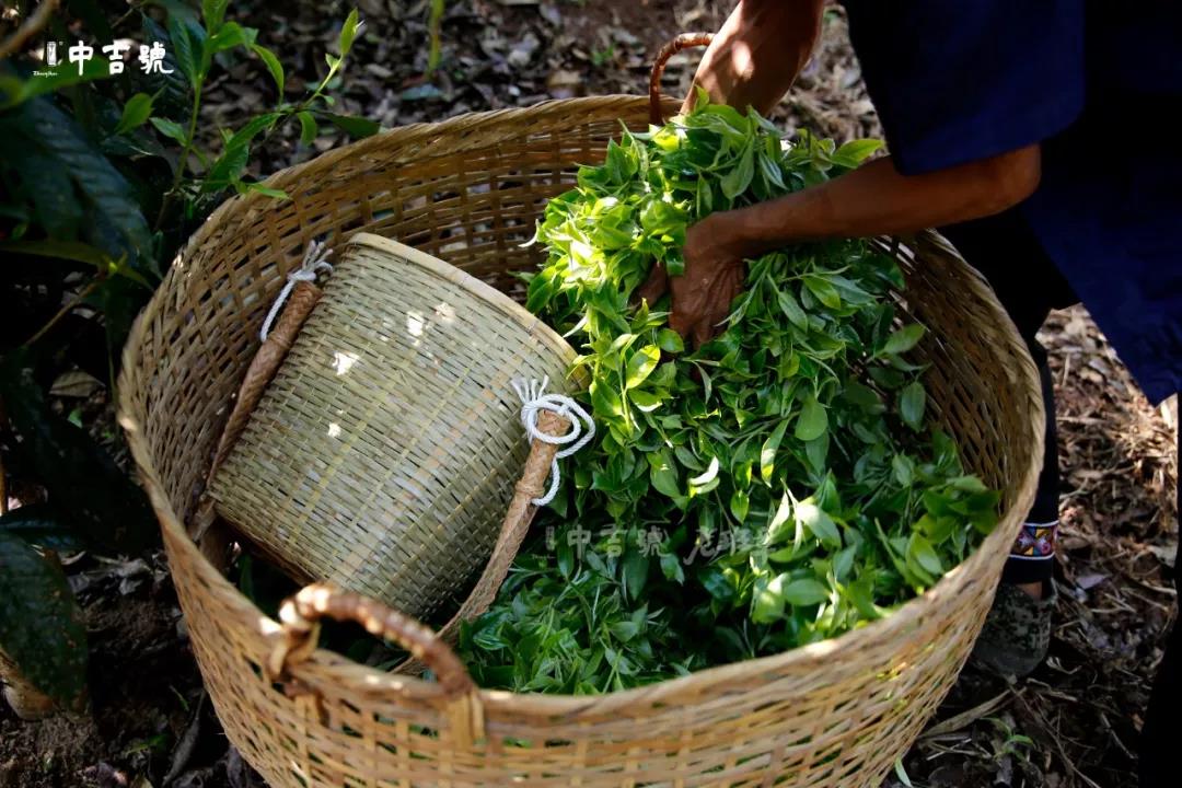 中吉号老班章普洱茶