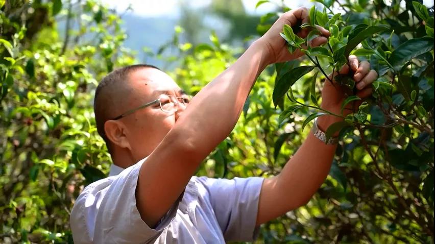 中吉号老班章普洱茶