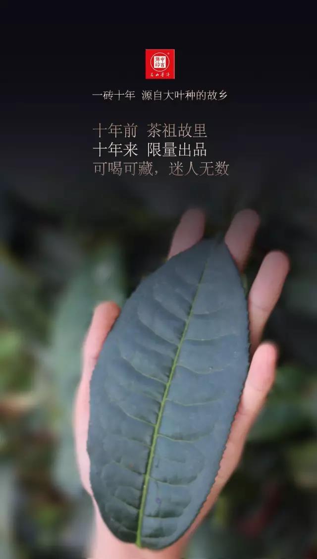 中吉号古树茶